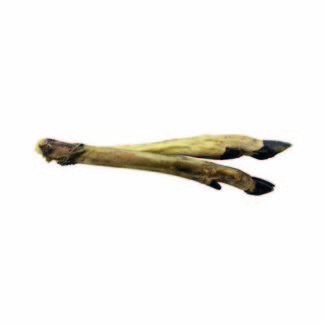 Roe Deer Leg Dog Treats