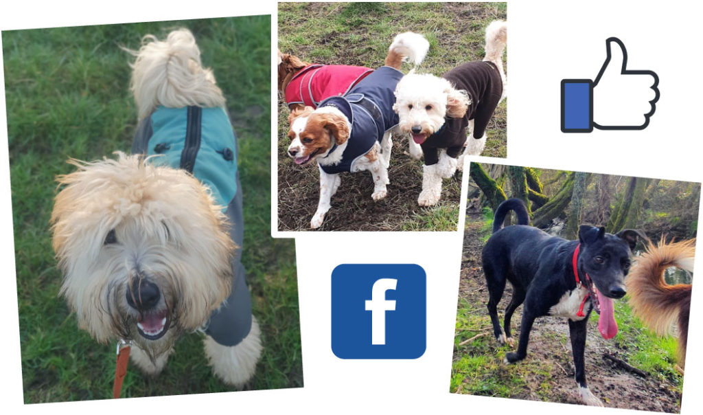 Like us on Facebook - A Dogs Life Gourmet Deli Treats & Accessories