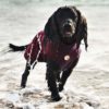 Bamboo Dog Drying Coat – Wine