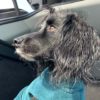 Bamboo Dog Drying Coat – Teal