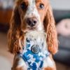 Blue Camo harness Medium - Image 2