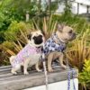 Raincoat In Party Pup Small - Image 5