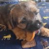 Pup Pup Hooray Natural Treats Selection Box - Image 2
