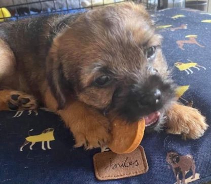 Pup Pup Hooray Natural Treats Selection Box - Image 2
