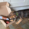 Pup Pup Hooray Natural Treats Selection Box - Image 3