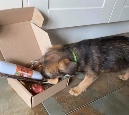 Pup Pup Hooray Natural Treats Selection Box - Image 3
