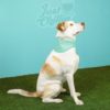 Just Chillin Cooling Bandana - Small/Medium