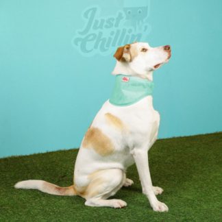 Just Chillin Cooling Bandana - Small/Medium
