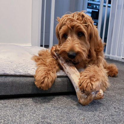 Large Ostrich Bone - Image 2