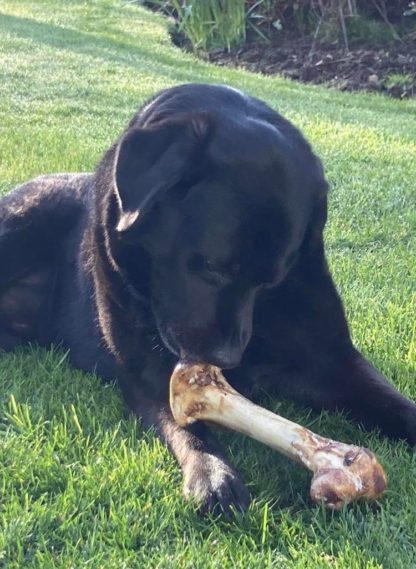 Large Ostrich Bone - Image 4