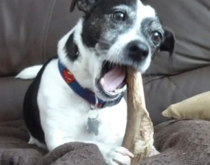 Antler - Small - Image 3