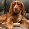 Antler - Tough Chewer - Image 3