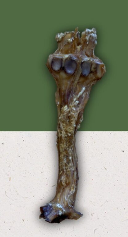 Beef Tendon with Bone