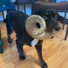 Lamb Horn - Image 2