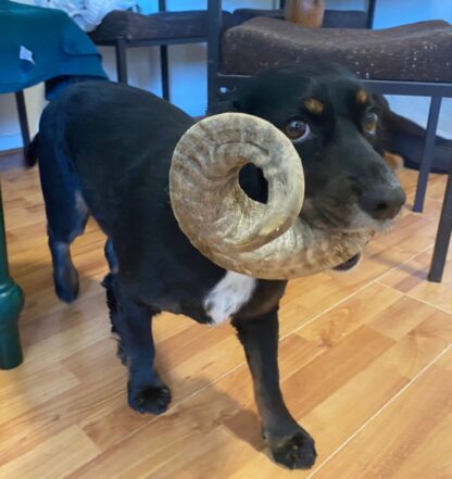 Lamb Horn - Image 2