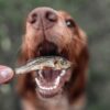 Dried Sprats - Image 4