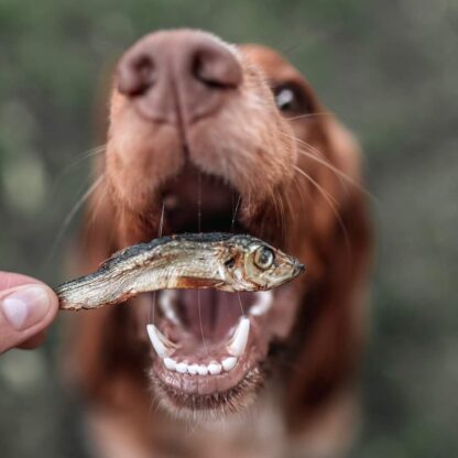 Dried Sprats - Image 4