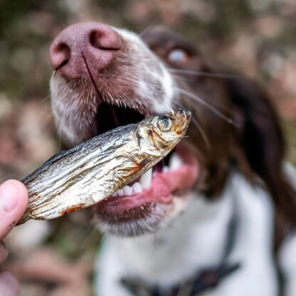 Dried Sprats - Image 5