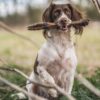 Roe Deer Leg - Image 3