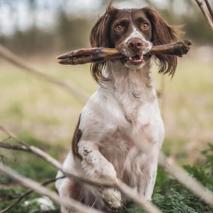 Roe Deer Leg - Image 3