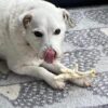 Puffed Chicken Feet (3 pieces) - Image 2