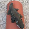 Colin the Crocodile Eco Toy - Image 5