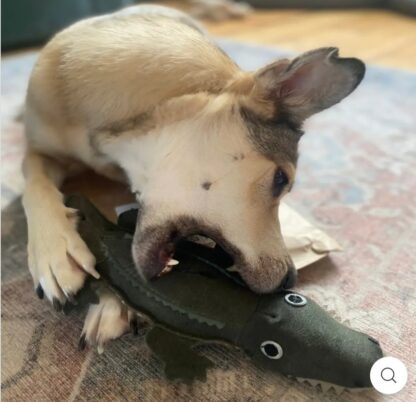 Colin the Crocodile Eco Toy - Image 3