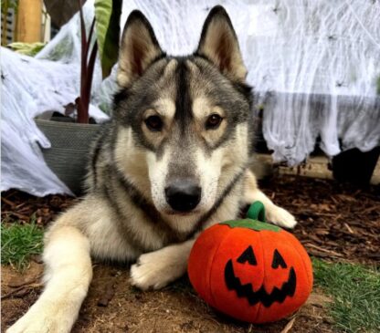 Patch the Pumpkin! Eco Toy - Image 7